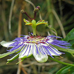 Purple Passionflower